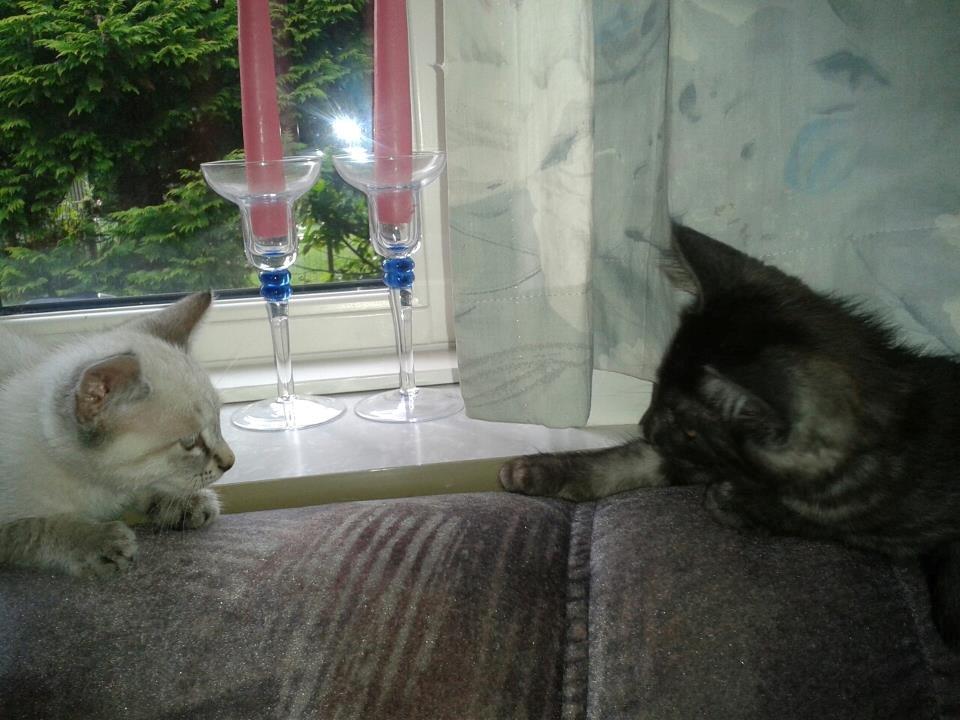 Huskat Mokai billede 3