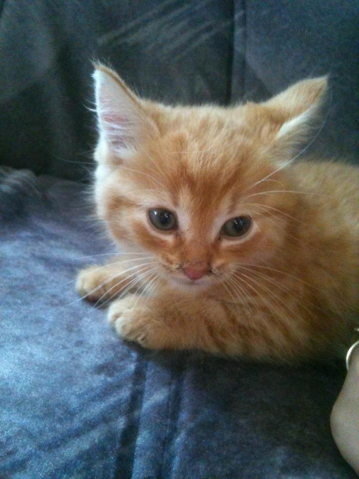 Huskat Tismis billede 2