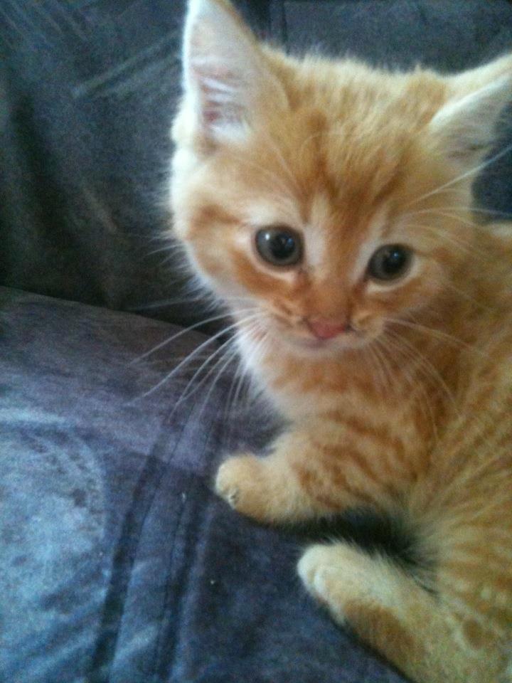 Huskat Tismis billede 3