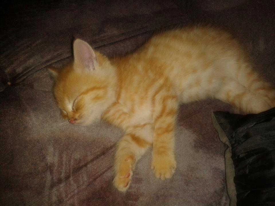 Huskat Tismis billede 4