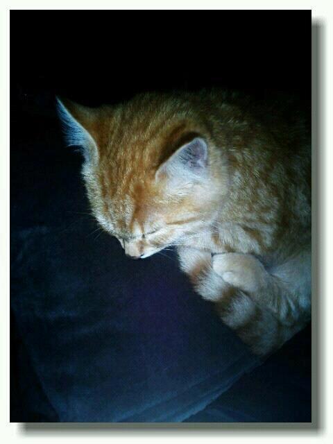 Huskat Tismis billede 5