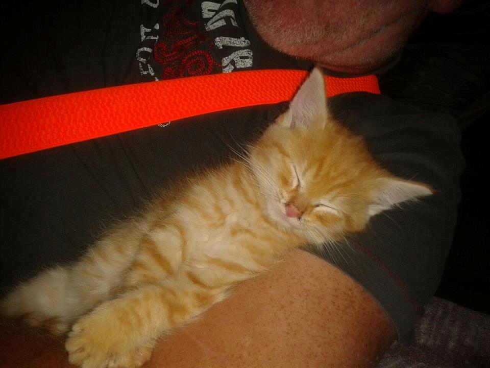 Huskat Tismis billede 6