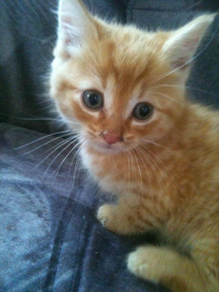 Huskat Tismis billede 7