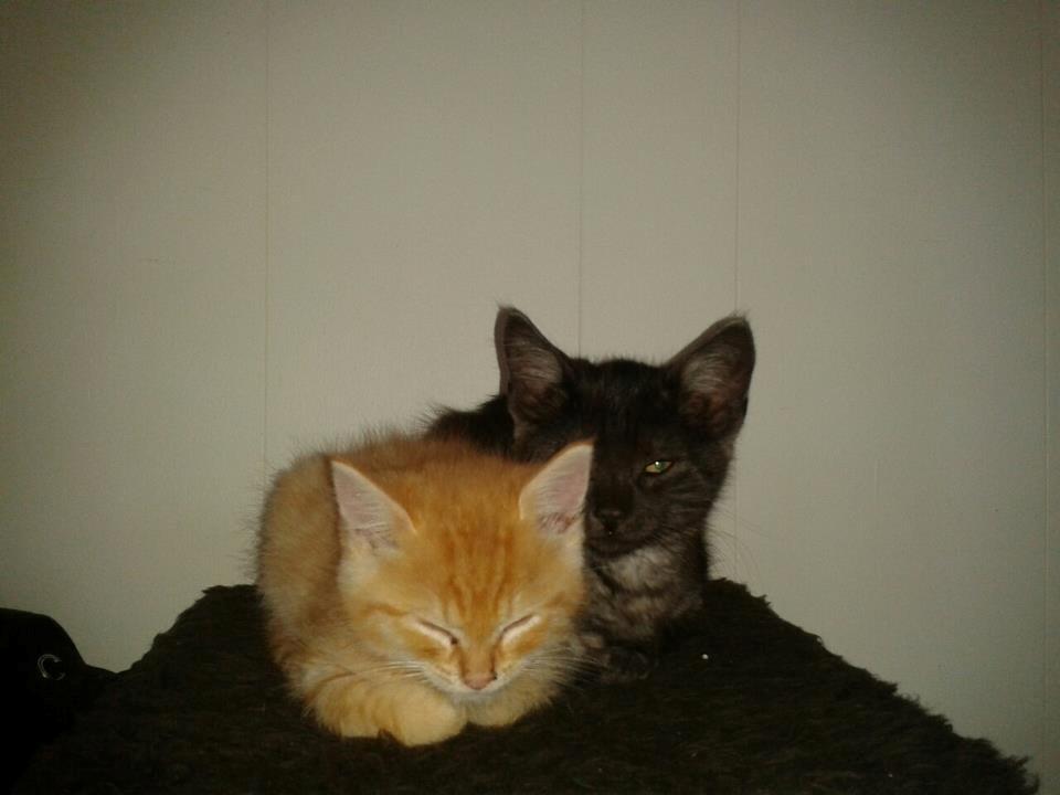 Huskat Tismis billede 8