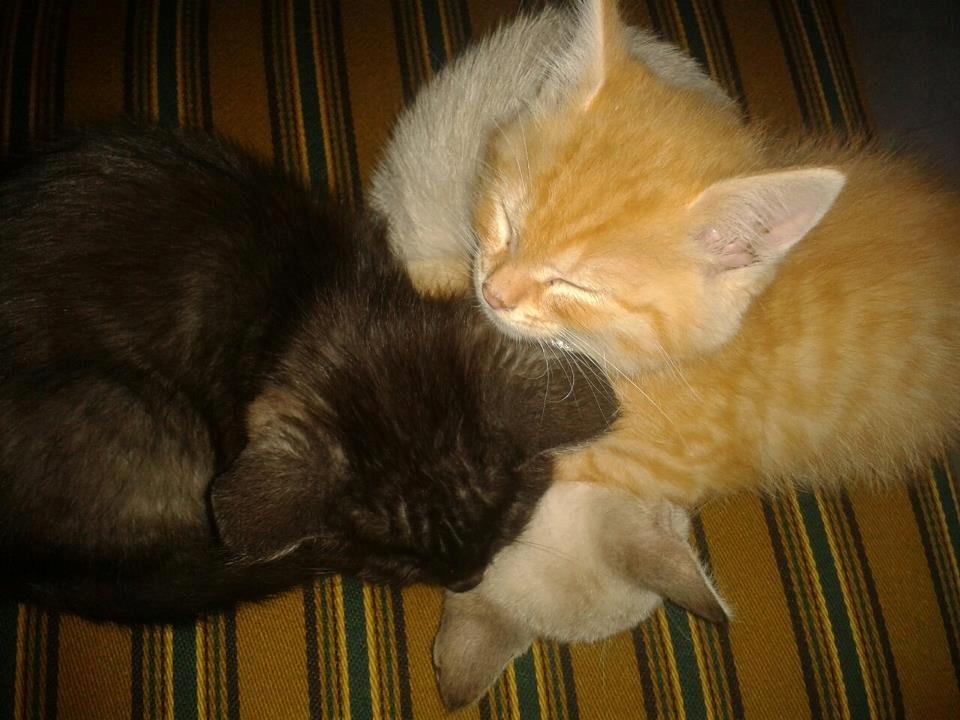 Huskat Tismis billede 9