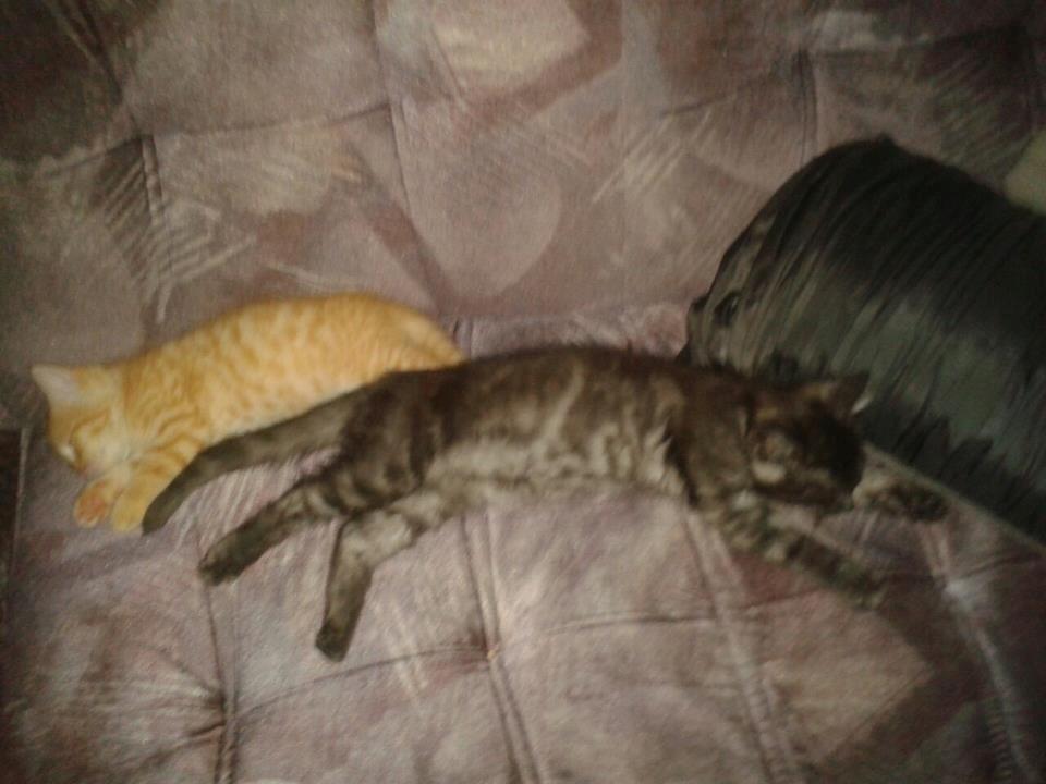 Huskat Tismis billede 10