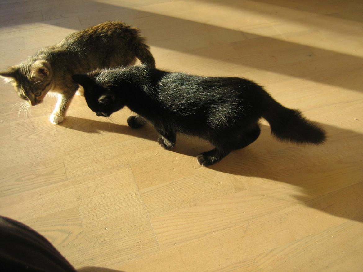 Huskat Mariska - Er de ikke søde!! billede 1