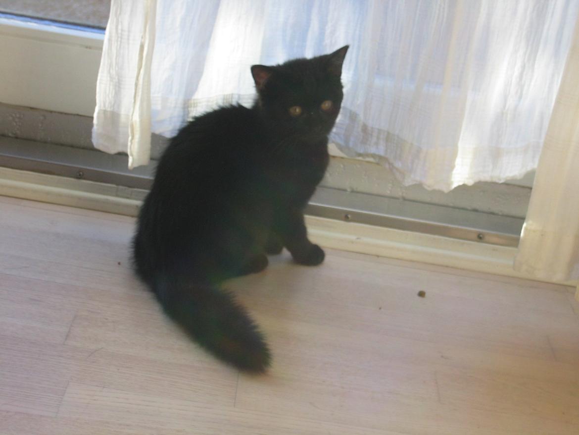 Huskat Mariska billede 2