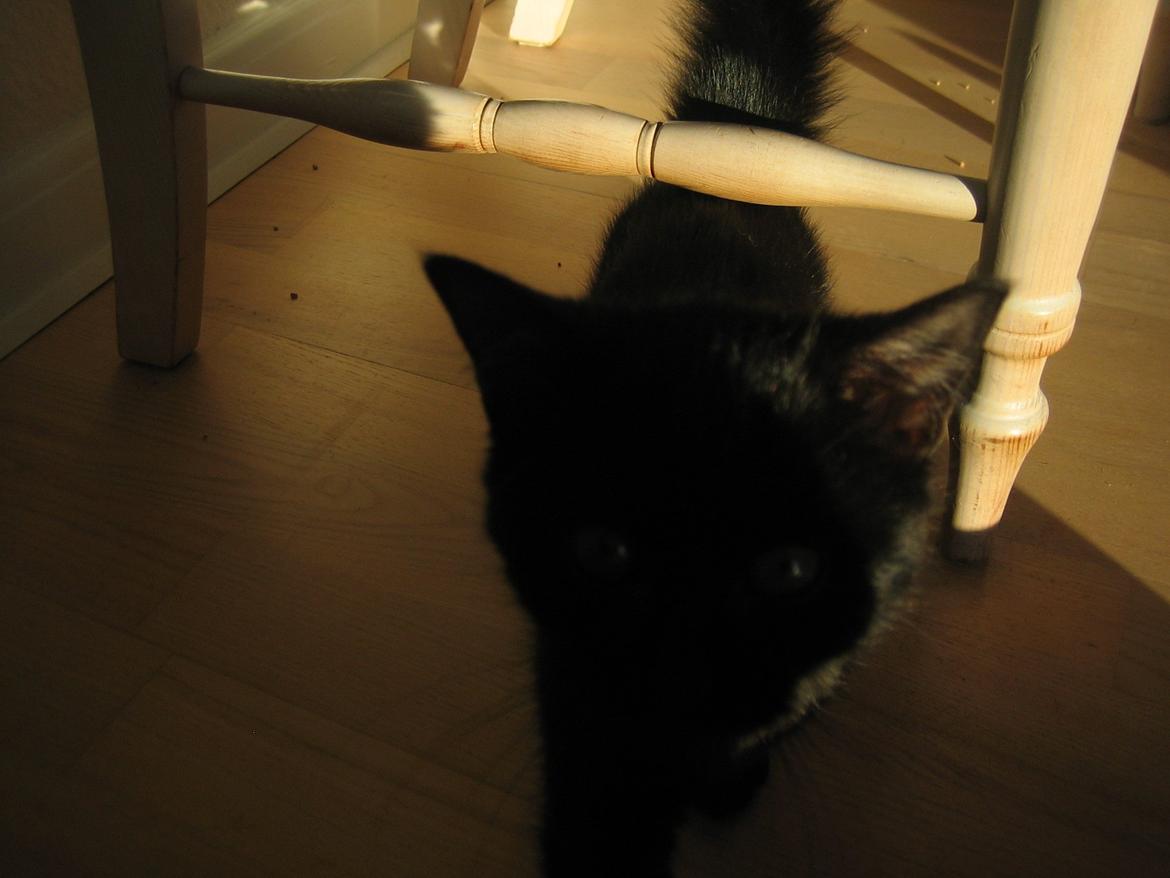 Huskat Mariska billede 3