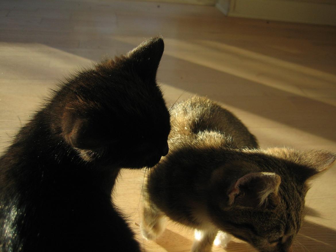 Huskat Mariska billede 4