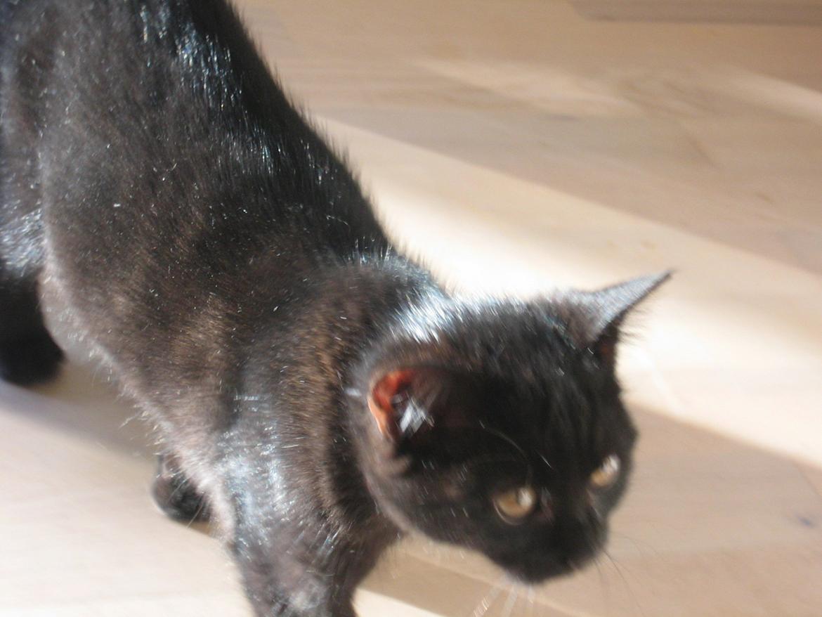 Huskat Mariska - Lille mariska basse<3 billede 5