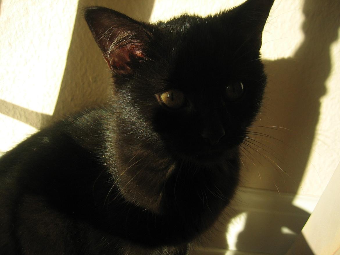 Huskat Mariska billede 6