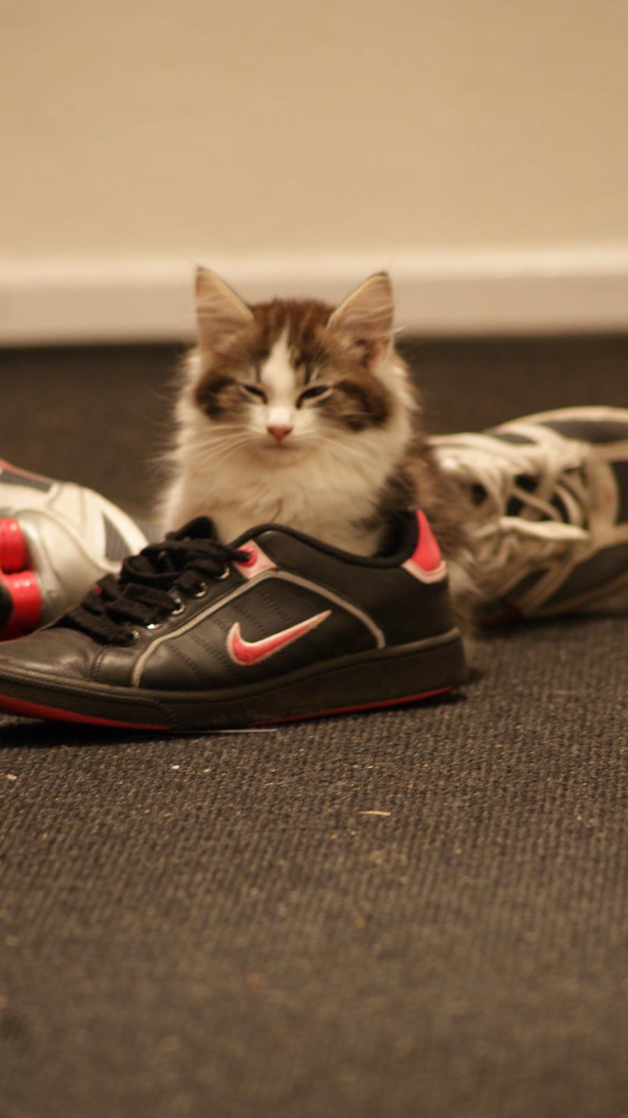 Blanding af racer Brutalis billede 3