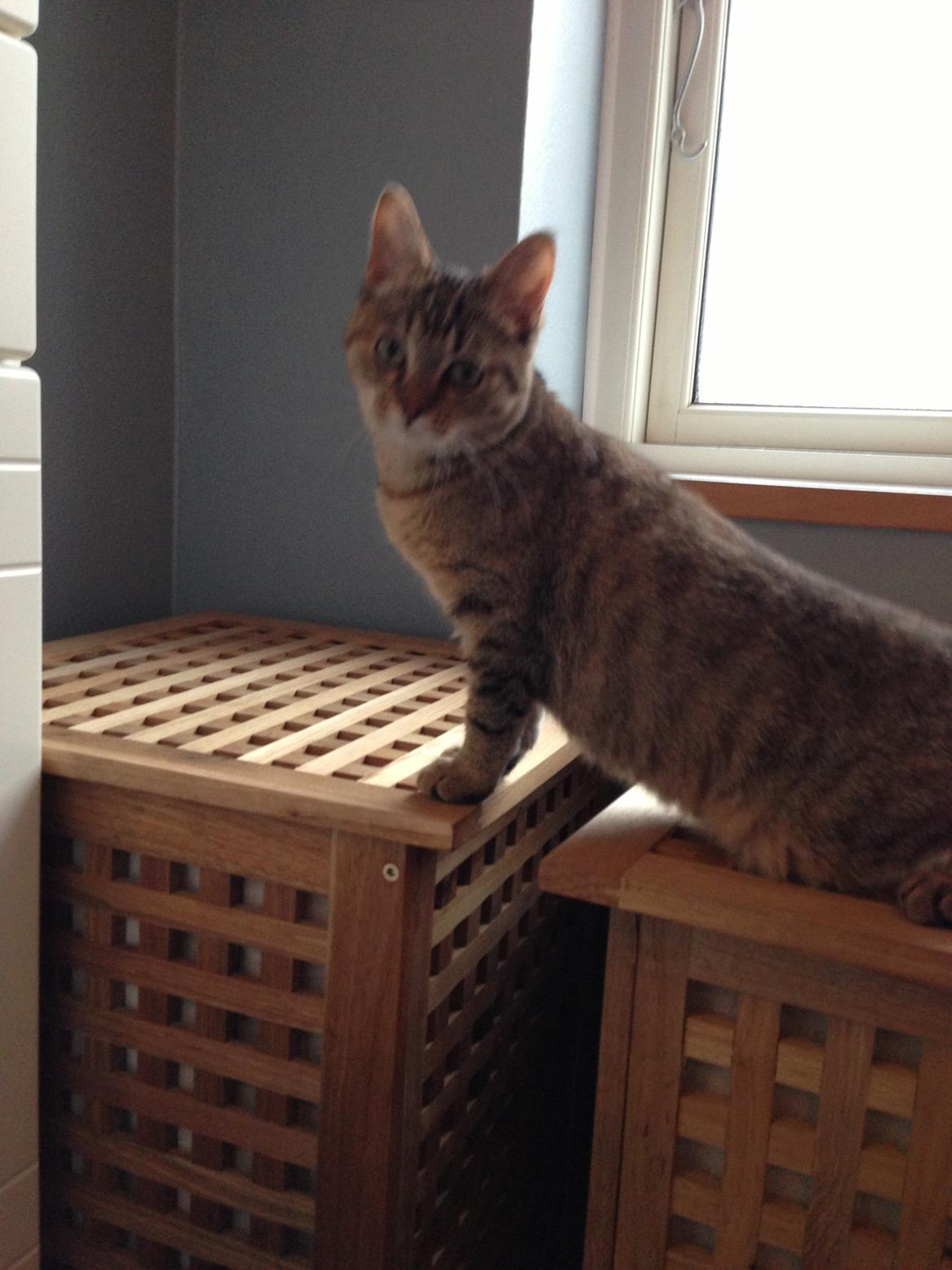 Huskat Bailey <3 - Rigtig nysgerrig (:  billede 10