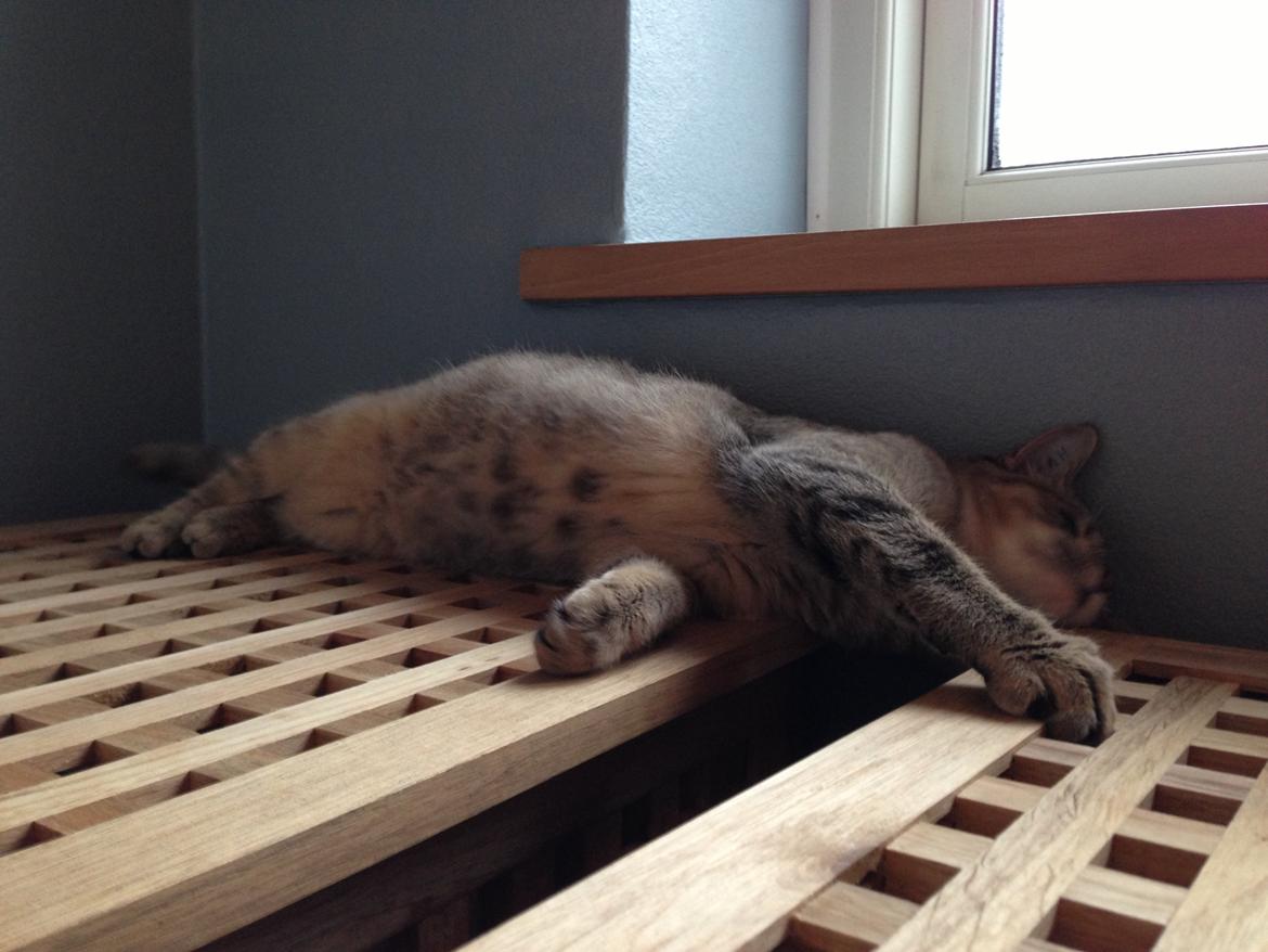 Huskat Bailey <3 - Leger på vasketøjskurven :b billede 11