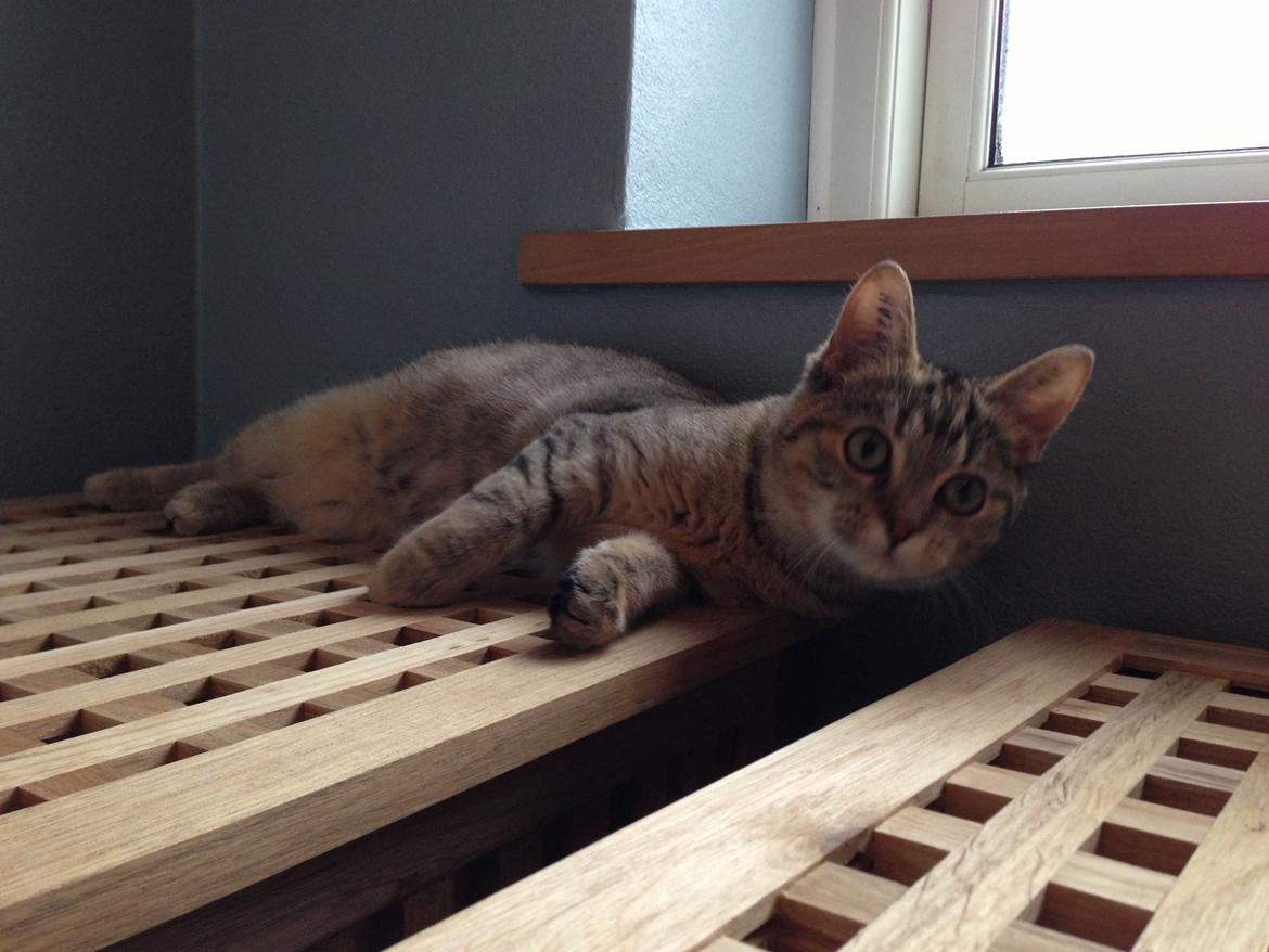 Huskat Bailey <3 - Holder øje med det hele, mens hun er legesyg (: billede 12