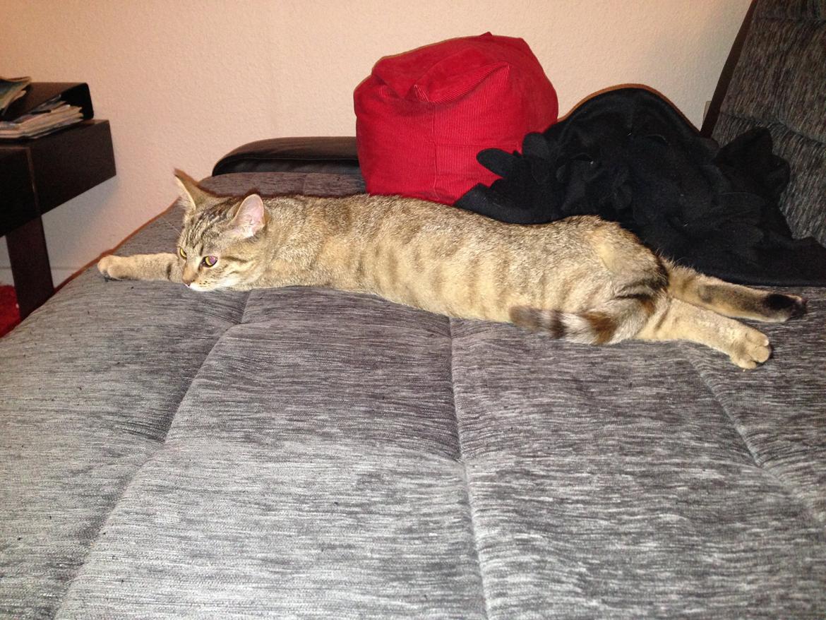 Huskat Bailey <3 - Sikke en skør måde og ligge på :D billede 15