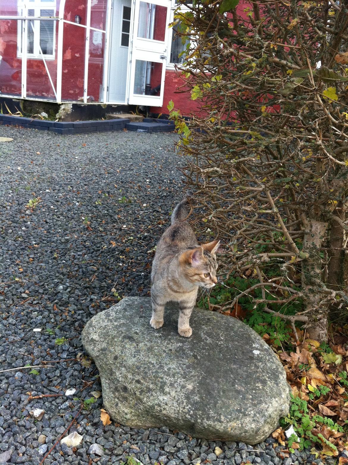 Huskat Bailey <3 - Så udforsker vi verden :p billede 16