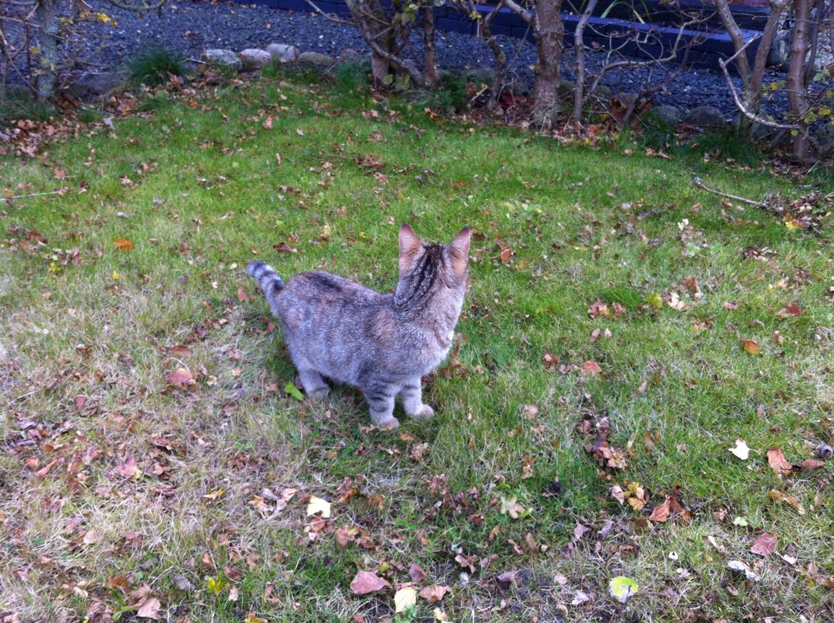 Huskat Bailey <3 - Igen kigger vi på verden :) billede 17