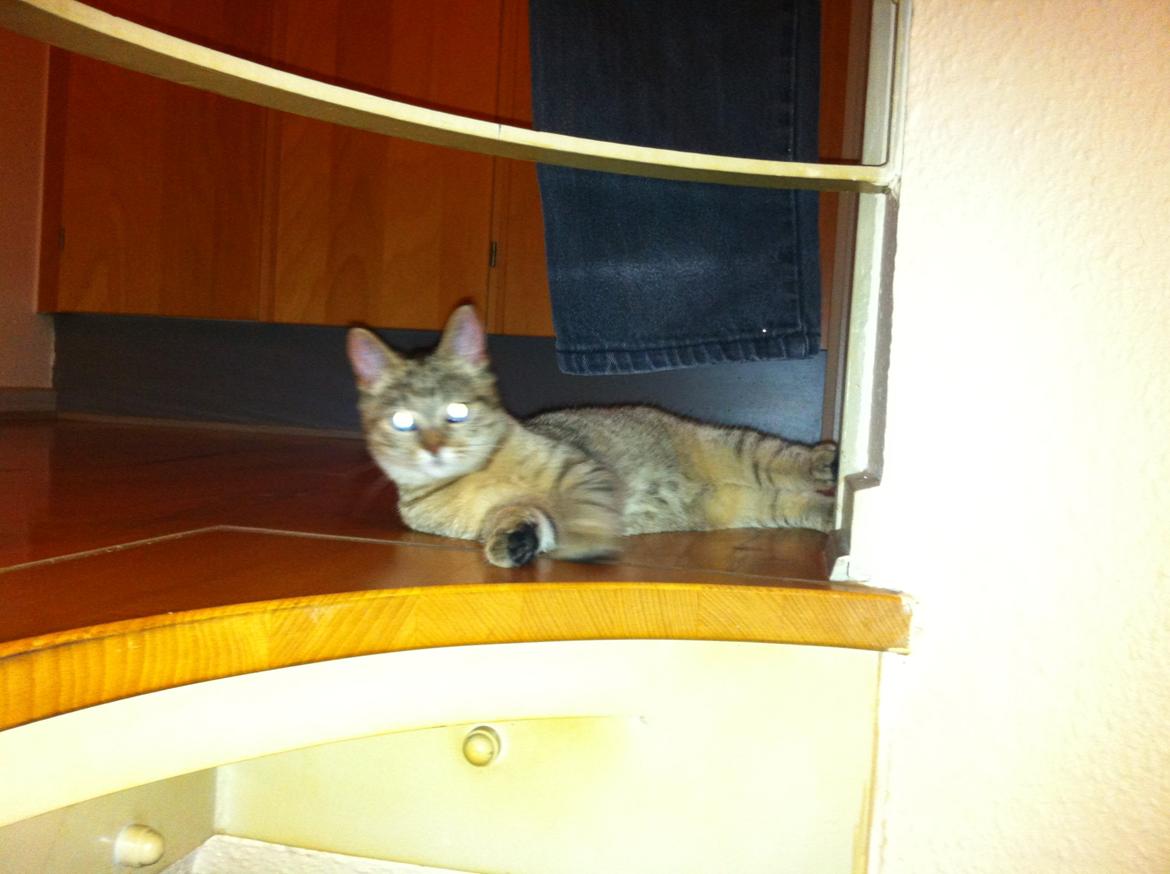 Huskat Bailey <3 - Så er vi på besøg hos hendes "bror" :) billede 18