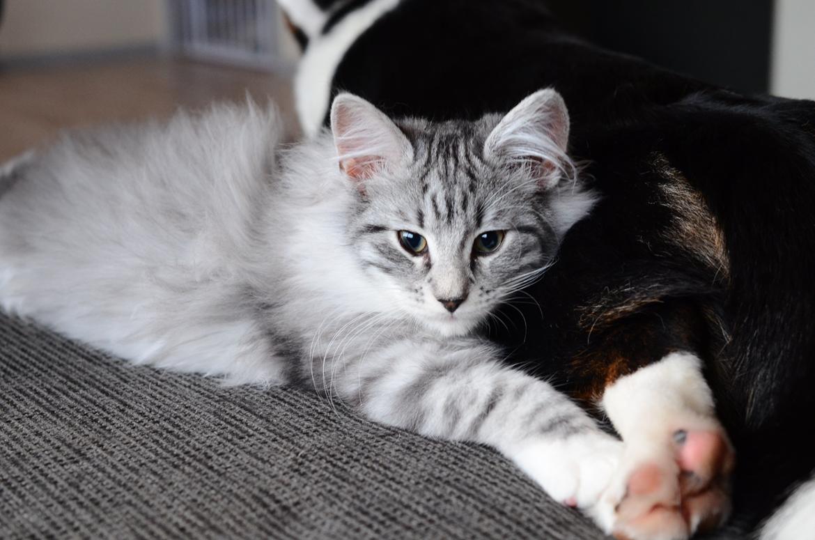 Norsk Skovkat DK Zalethco´s Xavi billede 7