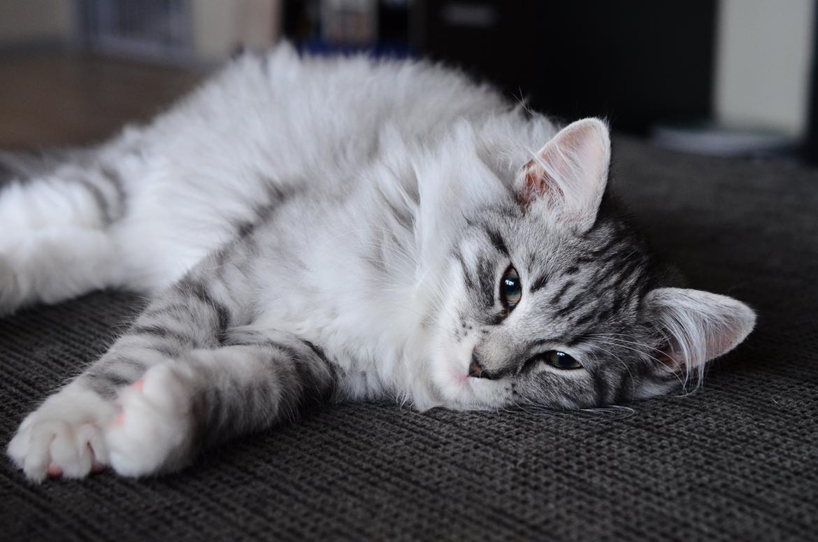 Norsk Skovkat DK Zalethco´s Xavi billede 8