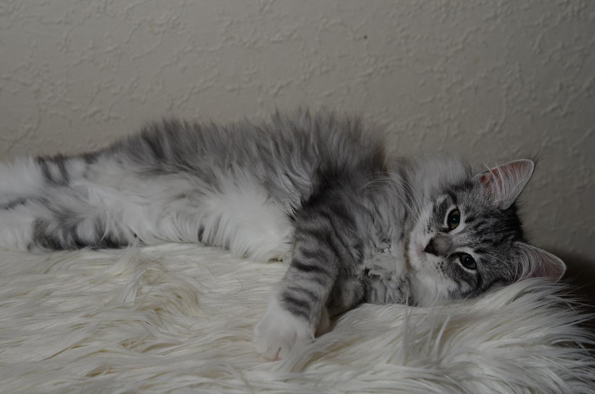 Norsk Skovkat DK Zalethco´s Xavi billede 5