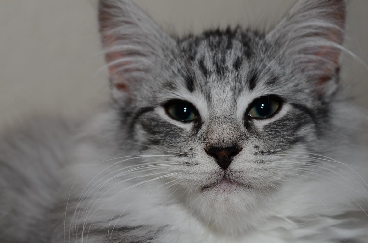 Norsk Skovkat DK Zalethco´s Xavi billede 9