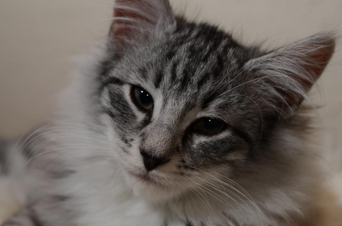 Norsk Skovkat DK Zalethco´s Xavi billede 4