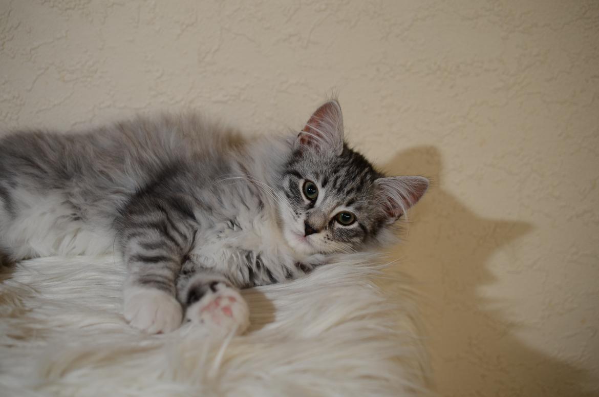 Norsk Skovkat DK Zalethco´s Xavi billede 10