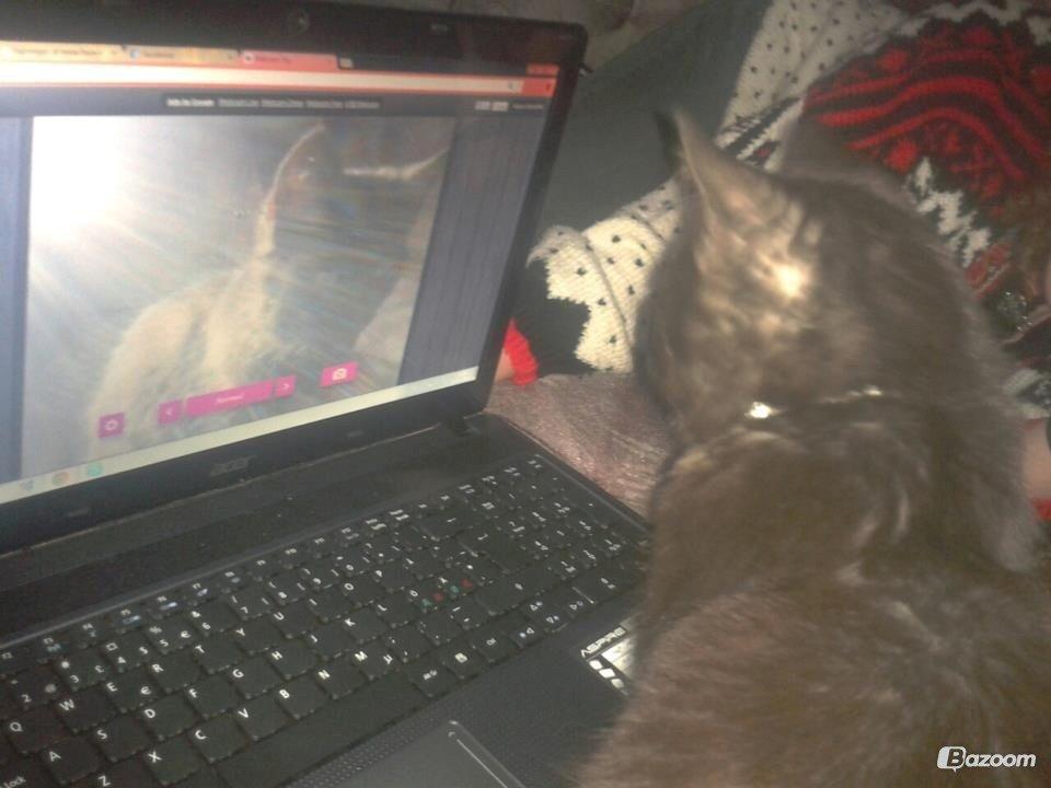 Blanding af racer Smokie billede 5