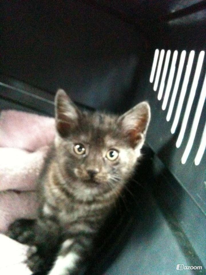 Blanding af racer Smokie billede 6