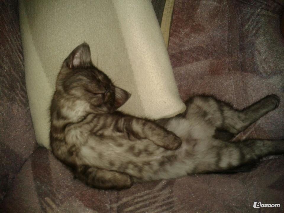 Blanding af racer Smokie billede 4