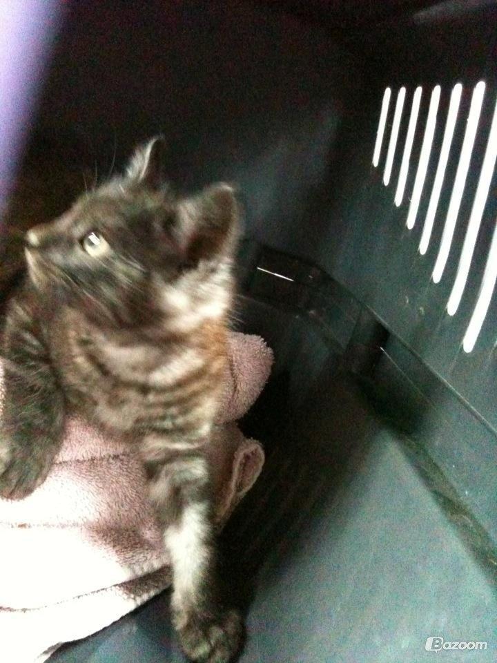 Blanding af racer Smokie billede 7