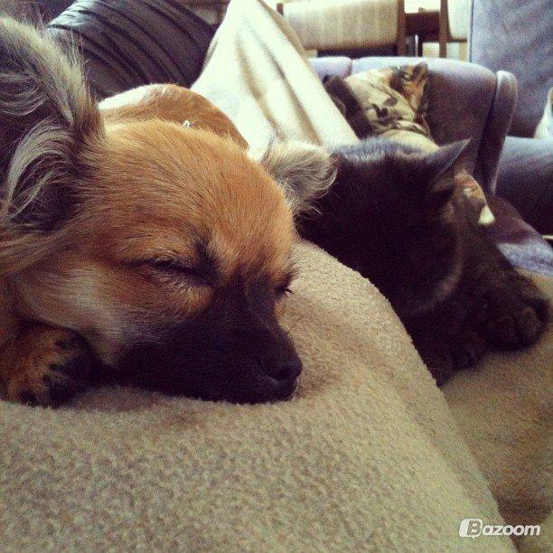 Blanding af racer Smokie billede 8