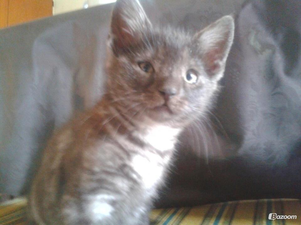 Blanding af racer Smokie billede 9