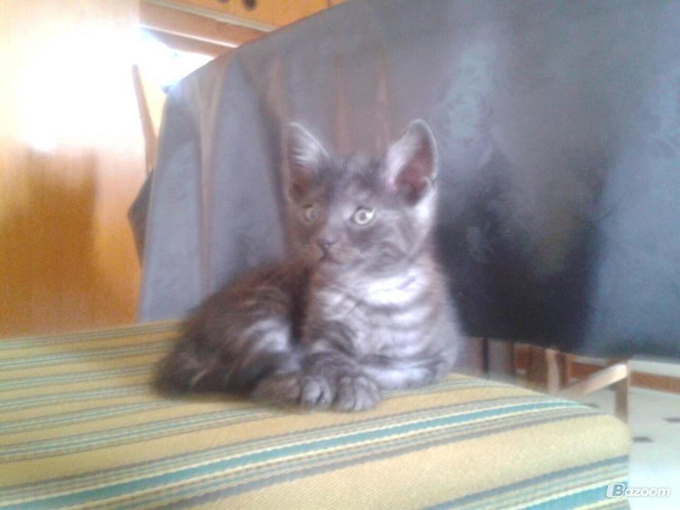 Blanding af racer Smokie billede 10