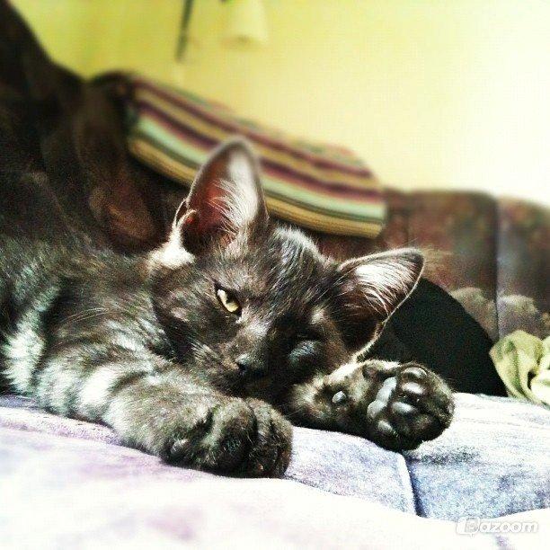 Blanding af racer Smokie billede 3