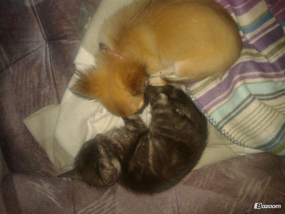 Blanding af racer Smokie billede 11