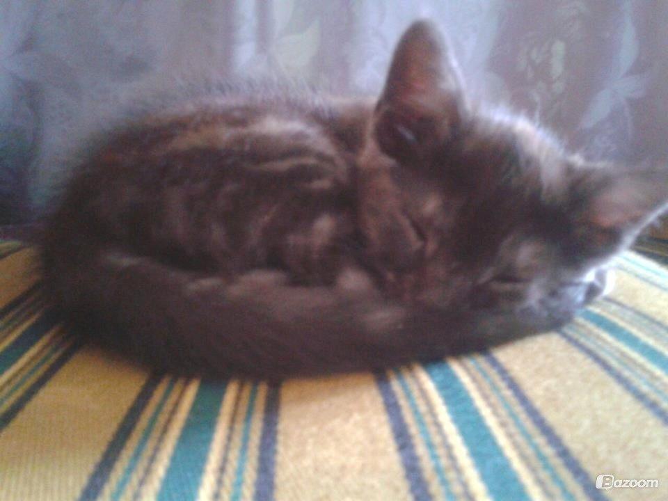 Blanding af racer Smokie billede 12