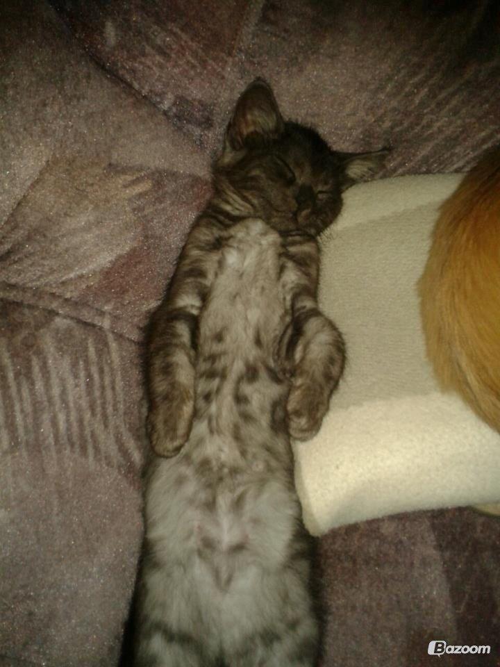 Blanding af racer Smokie billede 2