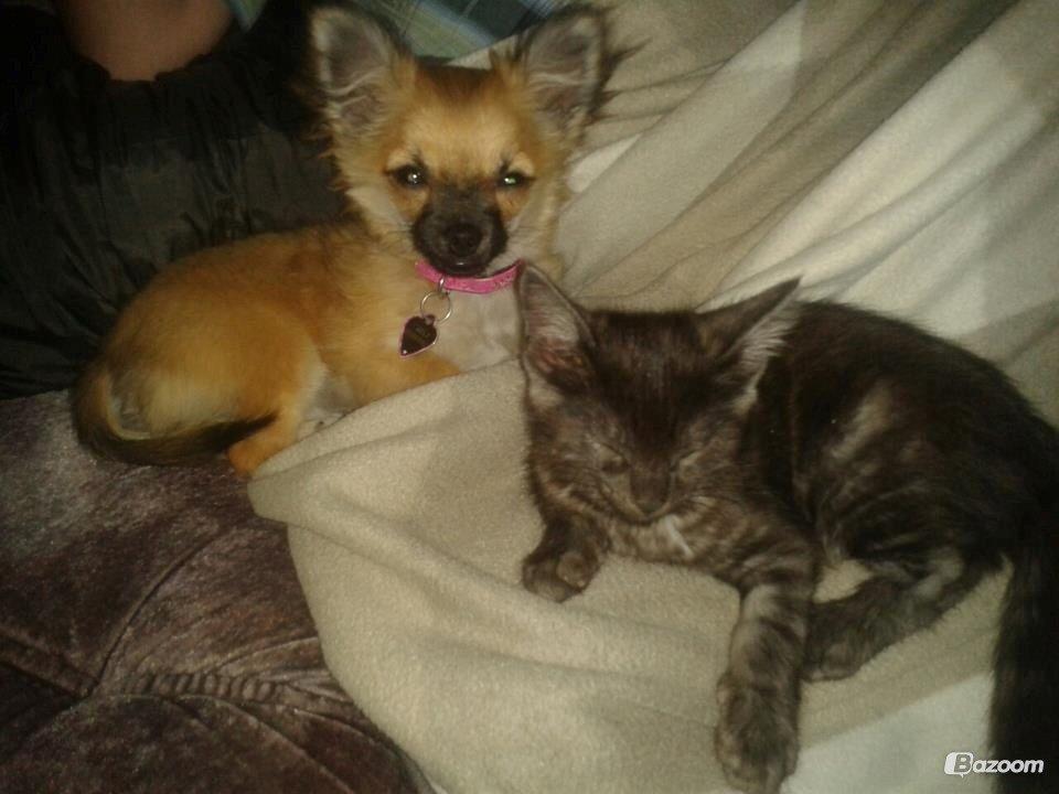 Blanding af racer Smokie billede 13