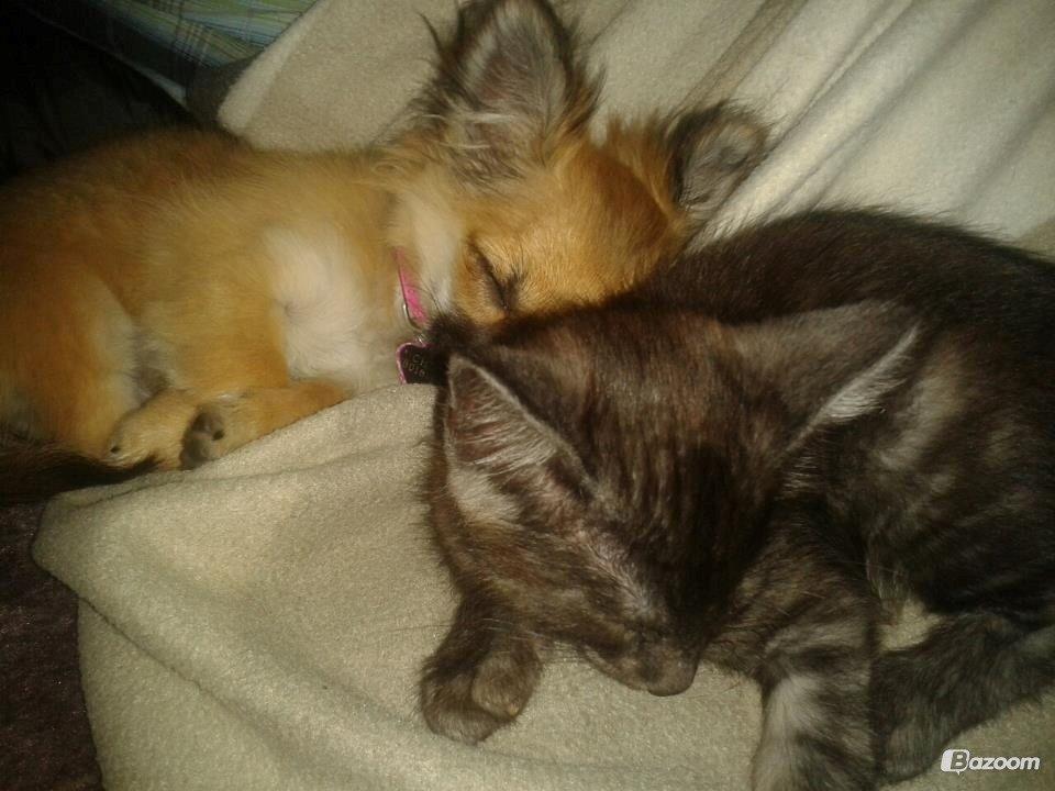 Blanding af racer Smokie billede 14