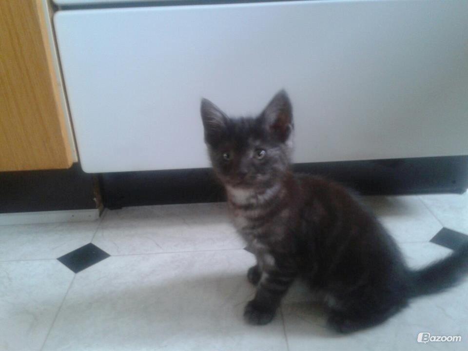 Blanding af racer Smokie billede 15