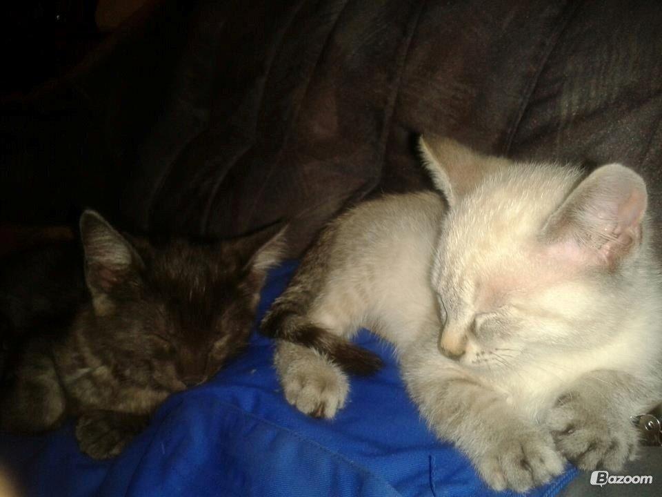 Blanding af racer Smokie billede 16