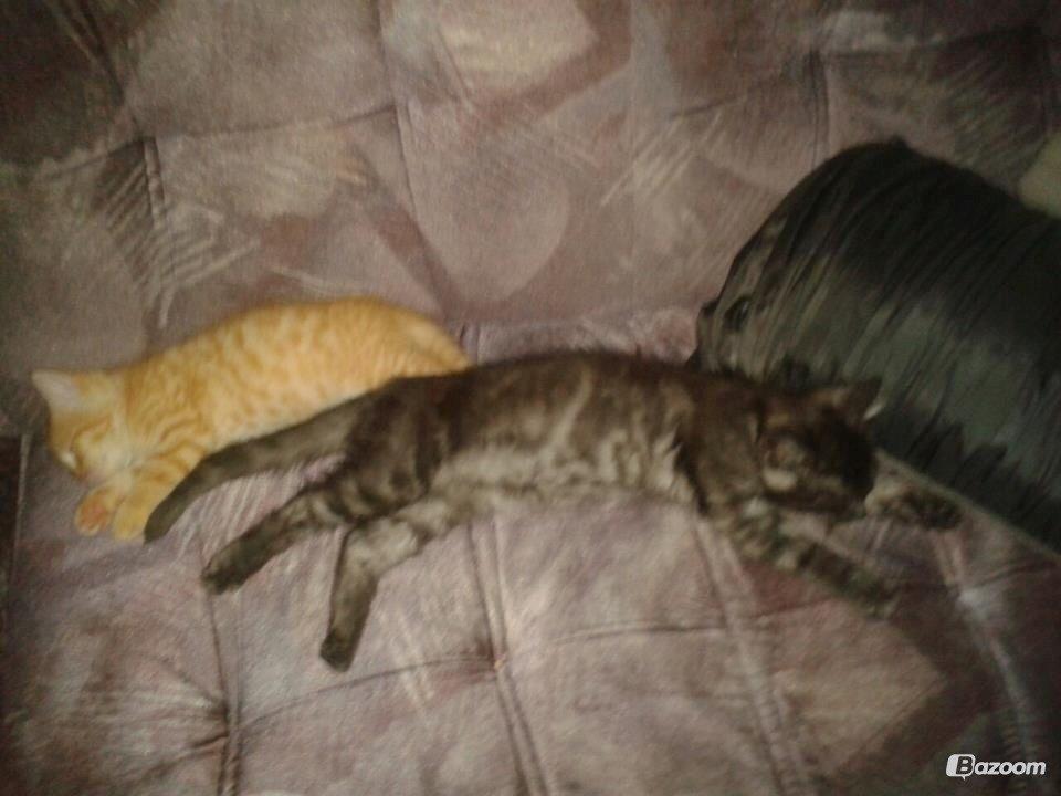 Blanding af racer Smokie billede 17