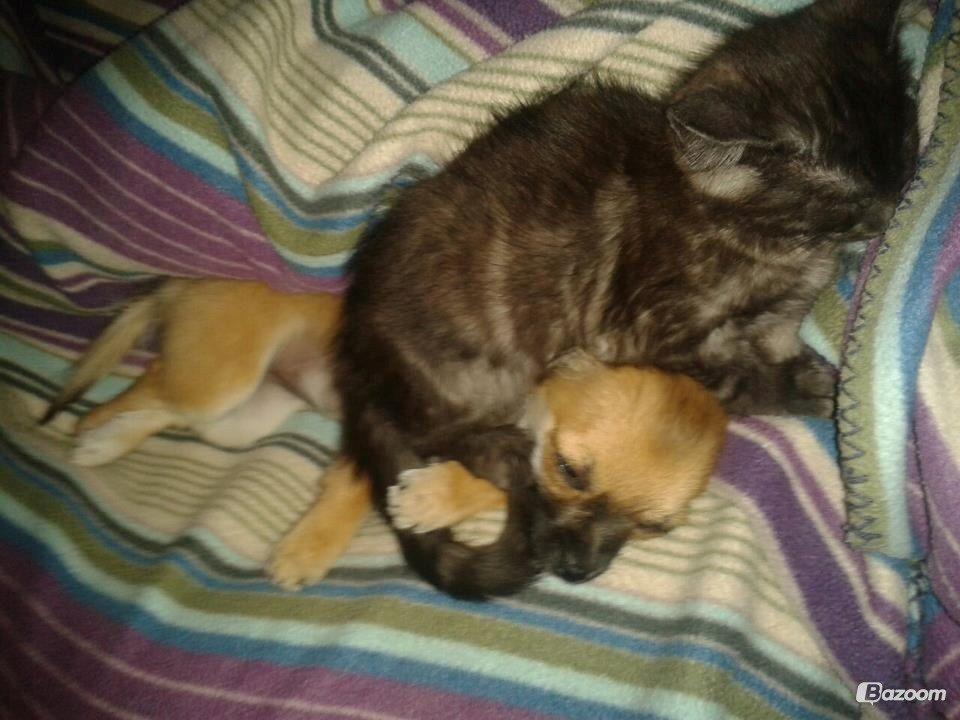 Blanding af racer Smokie billede 18