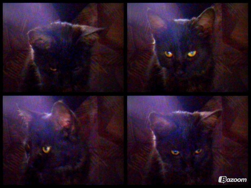 Blanding af racer Smokie billede 19