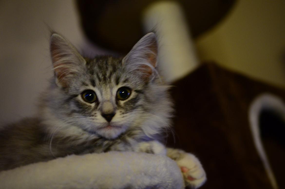 Norsk Skovkat DK Zalethco´s Xavi billede 11