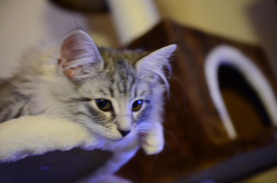 Norsk Skovkat DK Zalethco´s Xavi billede 12